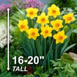 16/18 Cm, Brackenhurst Large Cupped Daffodil Flower Bulbs (Bag Of 100) 10 16/18 Cm, Brackenhurst Large Cupped Daffodil Flower Bulbs (Bag Of 100) -J Parkers Garden Store garden state bulb flower bulbs ecf 109 100 04 4f 1000