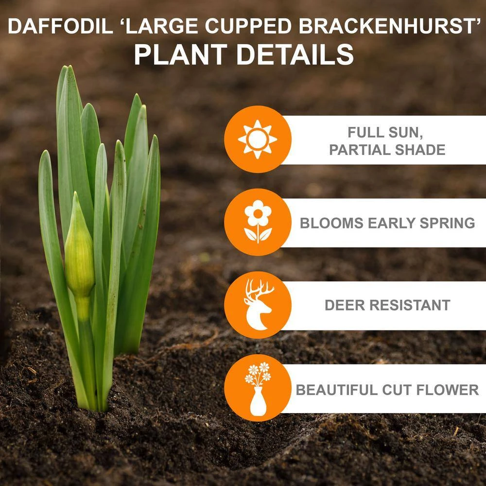 16/18 Cm, Brackenhurst Large Cupped Daffodil Flower Bulbs (Bag Of 100) 4 16/18 Cm, Brackenhurst Large Cupped Daffodil Flower Bulbs (Bag Of 100) - Image 2