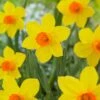 16/18 Cm, Brackenhurst Large Cupped Daffodil Flower Bulbs (Bag Of 25) -J Parkers Garden Store garden state bulb flower bulbs ecf 109 25 01 64 1000