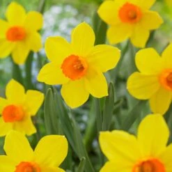 16/18 Cm, Brackenhurst Large Cupped Daffodil Flower Bulbs (Bag Of 25)