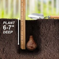 16/18 Cm, Brackenhurst Large Cupped Daffodil Flower Bulbs (Bag Of 250) -J Parkers Garden Store garden state bulb flower bulbs ecf 109 250 10 44 1000