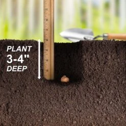 8/9 Cm Dutch Crocus Blue Moon Mixed Flower Bulbs (Bag Of 100) -J Parkers Garden Store garden state bulb flower bulbs ecf 11 100 fa 1000