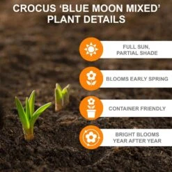 8/9 Cm Dutch Crocus Blue Moon Mixed Flower Bulbs (Bag Of 200) -J Parkers Garden Store garden state bulb flower bulbs ecf 11 200 1f 1000