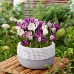 8/9 Cm Dutch Crocus Blue Moon Mixed Flower Bulbs (Bag Of 200) -J Parkers Garden Store garden state bulb flower bulbs ecf 11 200 31 1000