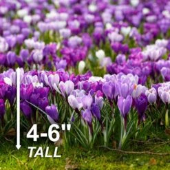 8/9 Cm Dutch Crocus Blue Moon Mixed Flower Bulbs (Bag Of 200) -J Parkers Garden Store garden state bulb flower bulbs ecf 11 200 44 1000