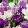 8/9 Cm Dutch Crocus Blue Moon Mixed Flower Bulbs (Bag Of 200)