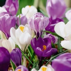 8/9 Cm Dutch Crocus Blue Moon Mixed Flower Bulbs (Bag Of 50)