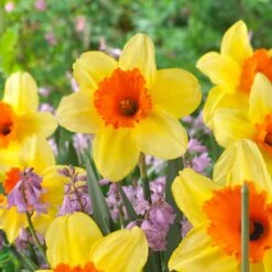 16/18 Cm, Fortissimo Large Cupped Daffodil Flower Bulbs (Bag Of 25) -J Parkers Garden Store garden state bulb flower bulbs ecf 110 25 01 31 1000