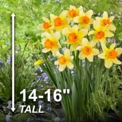 16/18 Cm, Fortissimo Large Cupped Daffodil Flower Bulbs (Bag Of 25) -J Parkers Garden Store garden state bulb flower bulbs ecf 110 25 01 4f 1000