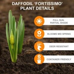 16/18 Cm, Fortissimo Large Cupped Daffodil Flower Bulbs (Bag Of 25) -J Parkers Garden Store garden state bulb flower bulbs ecf 110 25 01 c3 1000
