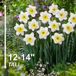16/18cm, Ice Follies Large Cupped Daffodil Flower Bulbs (Bag Of 100) -J Parkers Garden Store garden state bulb flower bulbs ecf 111 100 04 4f 1000