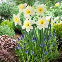 16/18cm, Ice Follies Large Cupped Daffodil Flower Bulbs (Bag Of 250) -J Parkers Garden Store garden state bulb flower bulbs ecf 111 250 10 31 1000