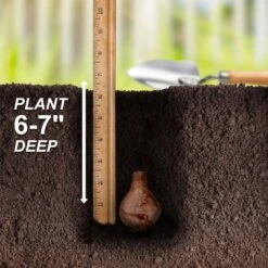 16/18cm, Ice Follies Large Cupped Daffodil Flower Bulbs (Bag Of 250) -J Parkers Garden Store garden state bulb flower bulbs ecf 111 250 10 44 1000