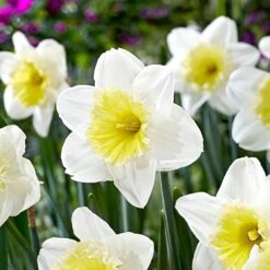 16/18cm, Ice Follies Large Cupped Daffodil Flower Bulbs (Bag Of 250)