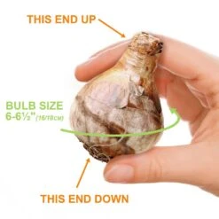 16/18cm, Pink Charm Large Cupped Daffodil Flower Bulbs (Bag Of 100) -J Parkers Garden Store garden state bulb flower bulbs ecf 112 100 04 1f 1000