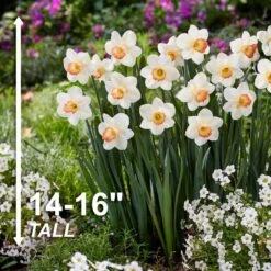 16/18cm, Pink Charm Large Cupped Daffodil Flower Bulbs (Bag Of 100) -J Parkers Garden Store garden state bulb flower bulbs ecf 112 100 04 4f 1000