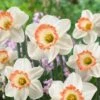 16/18cm, Pink Charm Large Cupped Daffodil Flower Bulbs (Bag Of 100) 1 16/18cm, Pink Charm Large Cupped Daffodil Flower Bulbs (Bag Of 100) -J Parkers Garden Store garden state bulb flower bulbs ecf 112 100 04 64 1000