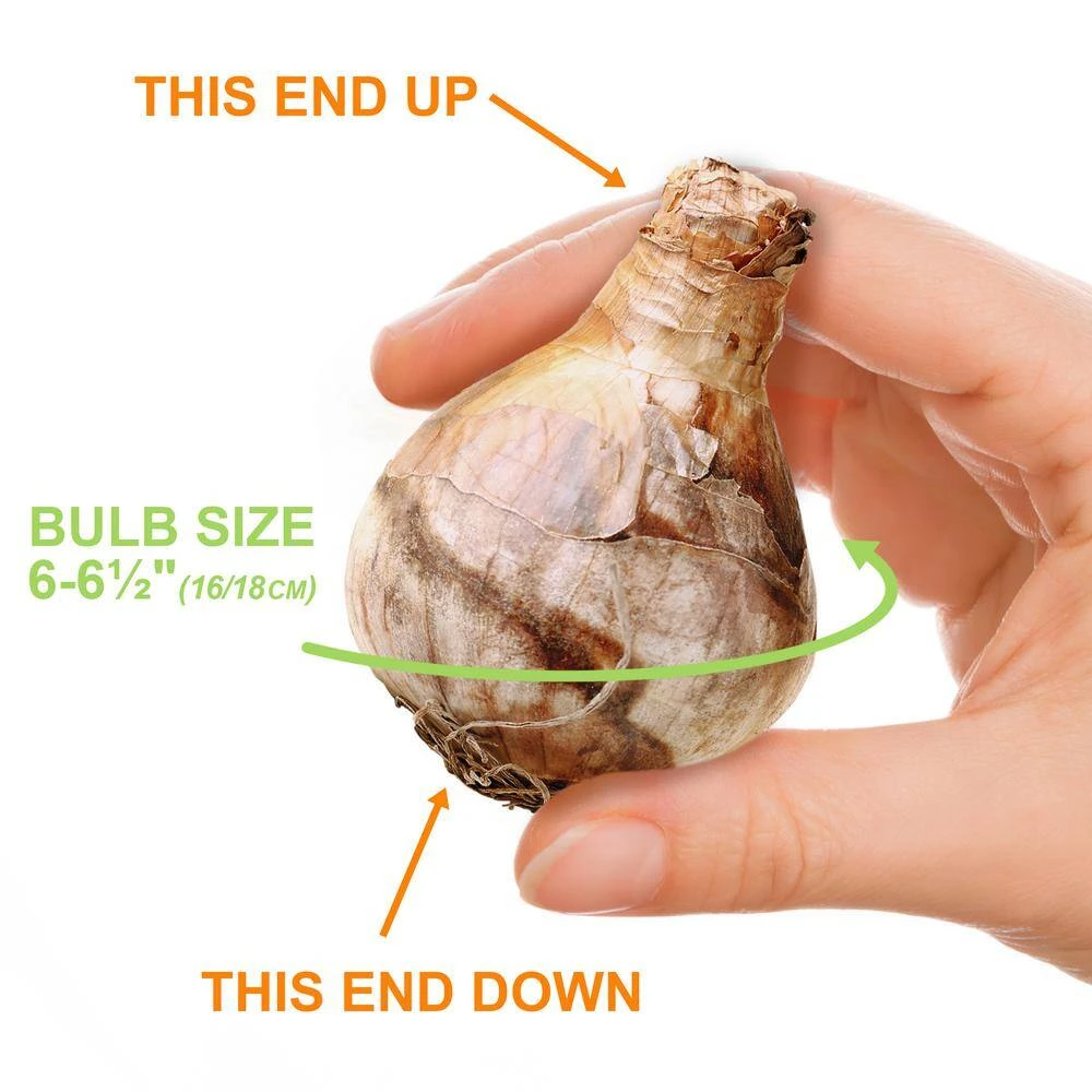 16/18cm, Red Ranger Large Cupped Daffodil Flower Bulbs (Bag Of 100) 6 16/18cm, Red Ranger Large Cupped Daffodil Flower Bulbs (Bag Of 100) - Image 4