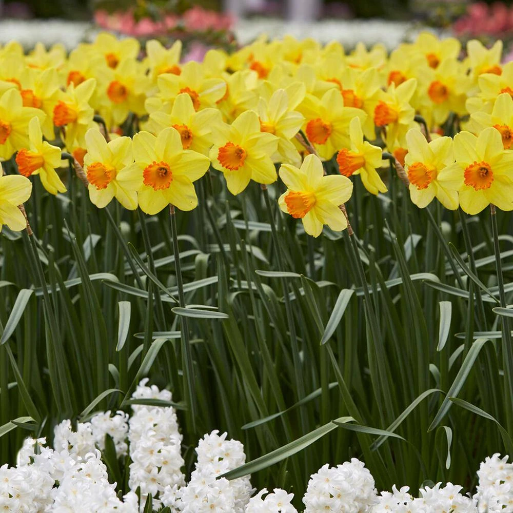 16/18cm, Red Ranger Large Cupped Daffodil Flower Bulbs (Bag Of 100) 10 16/18cm, Red Ranger Large Cupped Daffodil Flower Bulbs (Bag Of 100) - Image 8