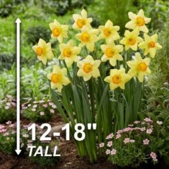 16/18cm, Red Ranger Large Cupped Daffodil Flower Bulbs (Bag Of 100) 12 16/18cm, Red Ranger Large Cupped Daffodil Flower Bulbs (Bag Of 100) -J Parkers Garden Store garden state bulb flower bulbs ecf 113 100 04 4f 1000