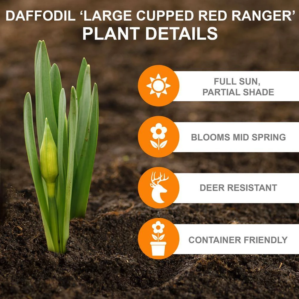 16/18cm, Red Ranger Large Cupped Daffodil Flower Bulbs (Bag Of 100) 4 16/18cm, Red Ranger Large Cupped Daffodil Flower Bulbs (Bag Of 100) - Image 2