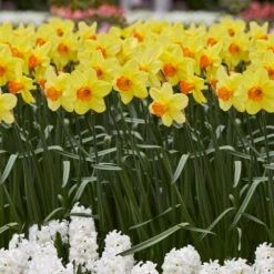 16/18cm, Red Ranger Large Cupped Daffodil Flower Bulbs (Bag Of 25) -J Parkers Garden Store garden state bulb flower bulbs ecf 113 25 01 31 1000