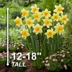 16/18cm, Red Ranger Large Cupped Daffodil Flower Bulbs (Bag Of 250) -J Parkers Garden Store garden state bulb flower bulbs ecf 113 250 10 4f 1000