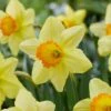 16/18cm, Red Ranger Large Cupped Daffodil Flower Bulbs (Bag Of 250) -J Parkers Garden Store garden state bulb flower bulbs ecf 113 250 10 64 1000