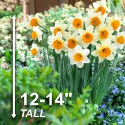 16/18cm, Sempre Avanti Large Cupped Daffodil Flower Bulbs (Bag Of 100) -J Parkers Garden Store garden state bulb flower bulbs ecf 114 100 04 4f 1000