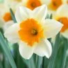 16/18cm, Sempre Avanti Large Cupped Daffodil Flower Bulbs (Bag Of 100) -J Parkers Garden Store garden state bulb flower bulbs ecf 114 100 04 64 1000