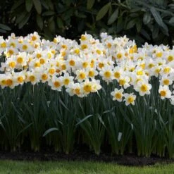 16/18cm, Sempre Avanti Large Cupped Daffodil Flower Bulbs (Bag Of 25) -J Parkers Garden Store garden state bulb flower bulbs ecf 114 25 01 31 1000