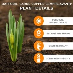 16/18cm, Sempre Avanti Large Cupped Daffodil Flower Bulbs (Bag Of 25) -J Parkers Garden Store garden state bulb flower bulbs ecf 114 25 01 c3 1000