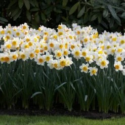 16/18cm, Sempre Avanti Large Cupped Daffodil Flower Bulbs (Bag Of 50) -J Parkers Garden Store garden state bulb flower bulbs ecf 114 50 02 31 1000