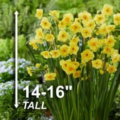 16/18cm, Cornish Dawn Tazetta Daffodil Flower Bulbs (Bag Of 250) 11 16/18cm, Cornish Dawn Tazetta Daffodil Flower Bulbs (Bag Of 250) -J Parkers Garden Store garden state bulb flower bulbs ecf 115 250 10 4f 1000