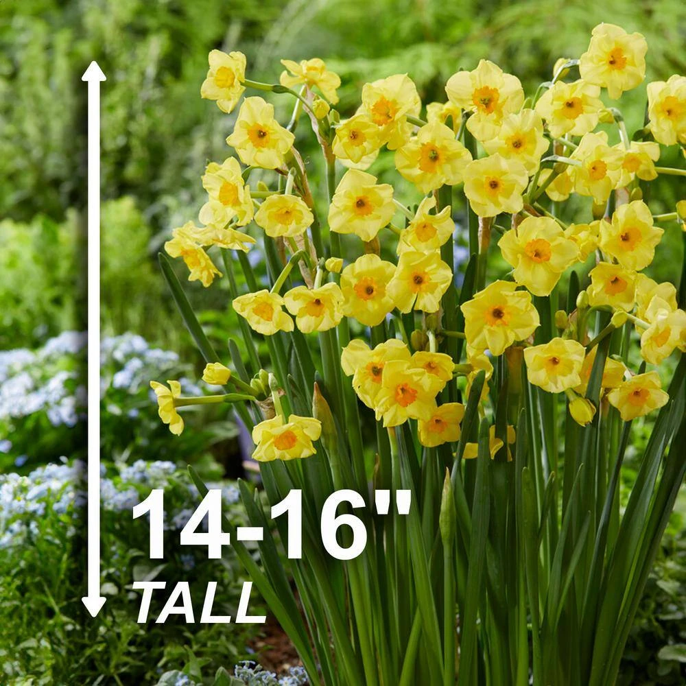 16/18cm, Cornish Dawn Tazetta Daffodil Flower Bulbs (Bag Of 50) 5 16/18cm, Cornish Dawn Tazetta Daffodil Flower Bulbs (Bag Of 50) - Image 3
