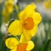 16/18cm, Cornish Dawn Tazetta Daffodil Flower Bulbs (Bag Of 50) -J Parkers Garden Store garden state bulb flower bulbs ecf 115 50 02 64 1000