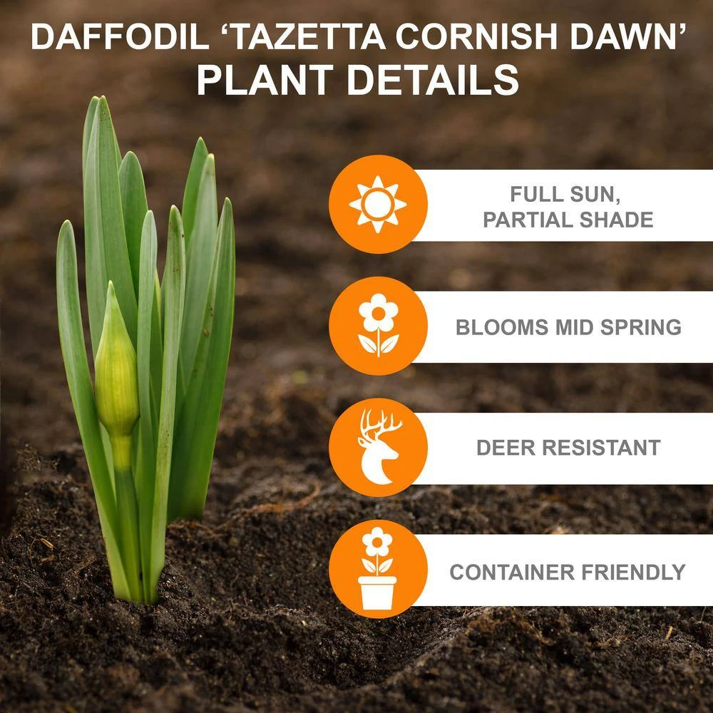 16/18cm, Cornish Dawn Tazetta Daffodil Flower Bulbs (Bag Of 50) 4 16/18cm, Cornish Dawn Tazetta Daffodil Flower Bulbs (Bag Of 50) - Image 2