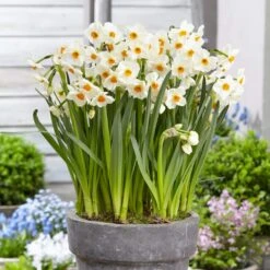 16/18 Cm, Geranium Tazetta Daffodil Flower Bulbs (Bag Of 25) -J Parkers Garden Store garden state bulb flower bulbs ecf 116 25 01 31 1000