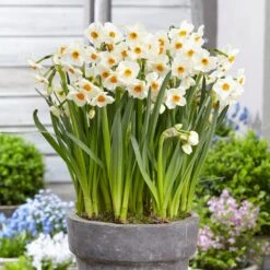 16/18 Cm, Geranium Tazetta Daffodil Flower Bulbs (Bag Of 50) 17 16/18 Cm, Geranium Tazetta Daffodil Flower Bulbs (Bag Of 50) -J Parkers Garden Store garden state bulb flower bulbs ecf 116 50 02 31 1000