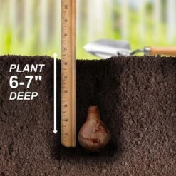 16/18 Cm, Geranium Tazetta Daffodil Flower Bulbs (Bag Of 50) 14 16/18 Cm, Geranium Tazetta Daffodil Flower Bulbs (Bag Of 50) -J Parkers Garden Store garden state bulb flower bulbs ecf 116 50 02 44 1000