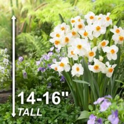 16/18 Cm, Geranium Tazetta Daffodil Flower Bulbs (Bag Of 50) 12 16/18 Cm, Geranium Tazetta Daffodil Flower Bulbs (Bag Of 50) -J Parkers Garden Store garden state bulb flower bulbs ecf 116 50 02 4f 1000