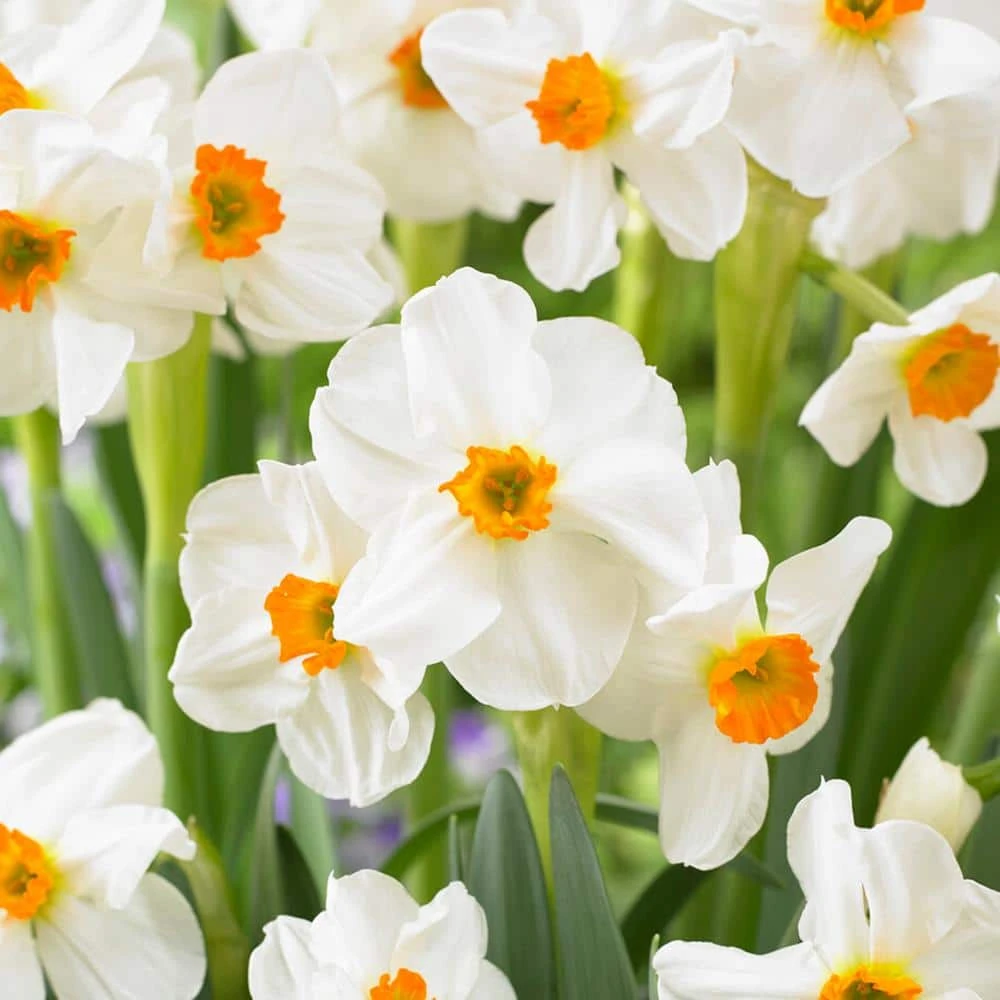 16/18 Cm, Geranium Tazetta Daffodil Flower Bulbs (Bag Of 50) 3 16/18 Cm, Geranium Tazetta Daffodil Flower Bulbs (Bag Of 50)