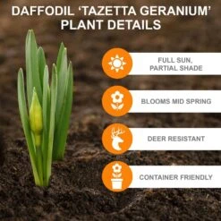 16/18 Cm, Geranium Tazetta Daffodil Flower Bulbs (Bag Of 50) 11 16/18 Cm, Geranium Tazetta Daffodil Flower Bulbs (Bag Of 50) -J Parkers Garden Store garden state bulb flower bulbs ecf 116 50 02 c3 1000