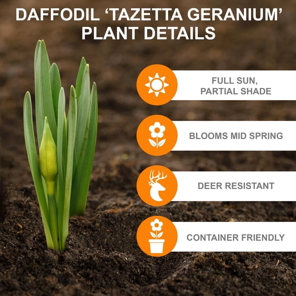 16/18 Cm, Geranium Tazetta Daffodil Flower Bulbs (Bag Of 50) 4 16/18 Cm, Geranium Tazetta Daffodil Flower Bulbs (Bag Of 50) - Image 2