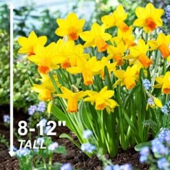 12/14 Cm, Jetfire Mix Cyclamineus Daffodil Flower Bulbs (Bag Of 100) 12 12/14 Cm, Jetfire Mix Cyclamineus Daffodil Flower Bulbs (Bag Of 100) -J Parkers Garden Store garden state bulb flower bulbs ecf 117 100 04 4f 1000