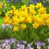 12/14 Cm, Jetfire Mix Cyclamineus Daffodil Flower Bulbs (Bag Of 100) -J Parkers Garden Store garden state bulb flower bulbs ecf 117 100 04 64 1000