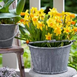 12/14 Cm, Jetfire Mix Cyclamineus Daffodil Flower Bulbs (Bag Of 25) -J Parkers Garden Store garden state bulb flower bulbs ecf 117 25 01 31 1000