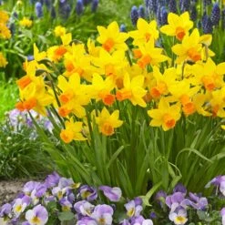 12/14 Cm, Jetfire Cyclamineus Mix Daffodil Flower Bulbs (Bag Of 250)