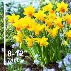 12/14 Cm, Jetfire Mix Cyclamineus Daffodil Flower Bulbs (Bag Of 50) -J Parkers Garden Store garden state bulb flower bulbs ecf 117 50 02 4f 1000