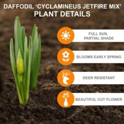 12/14 Cm, Jetfire Mix Cyclamineus Daffodil Flower Bulbs (Bag Of 50) -J Parkers Garden Store garden state bulb flower bulbs ecf 117 50 02 c3 1000